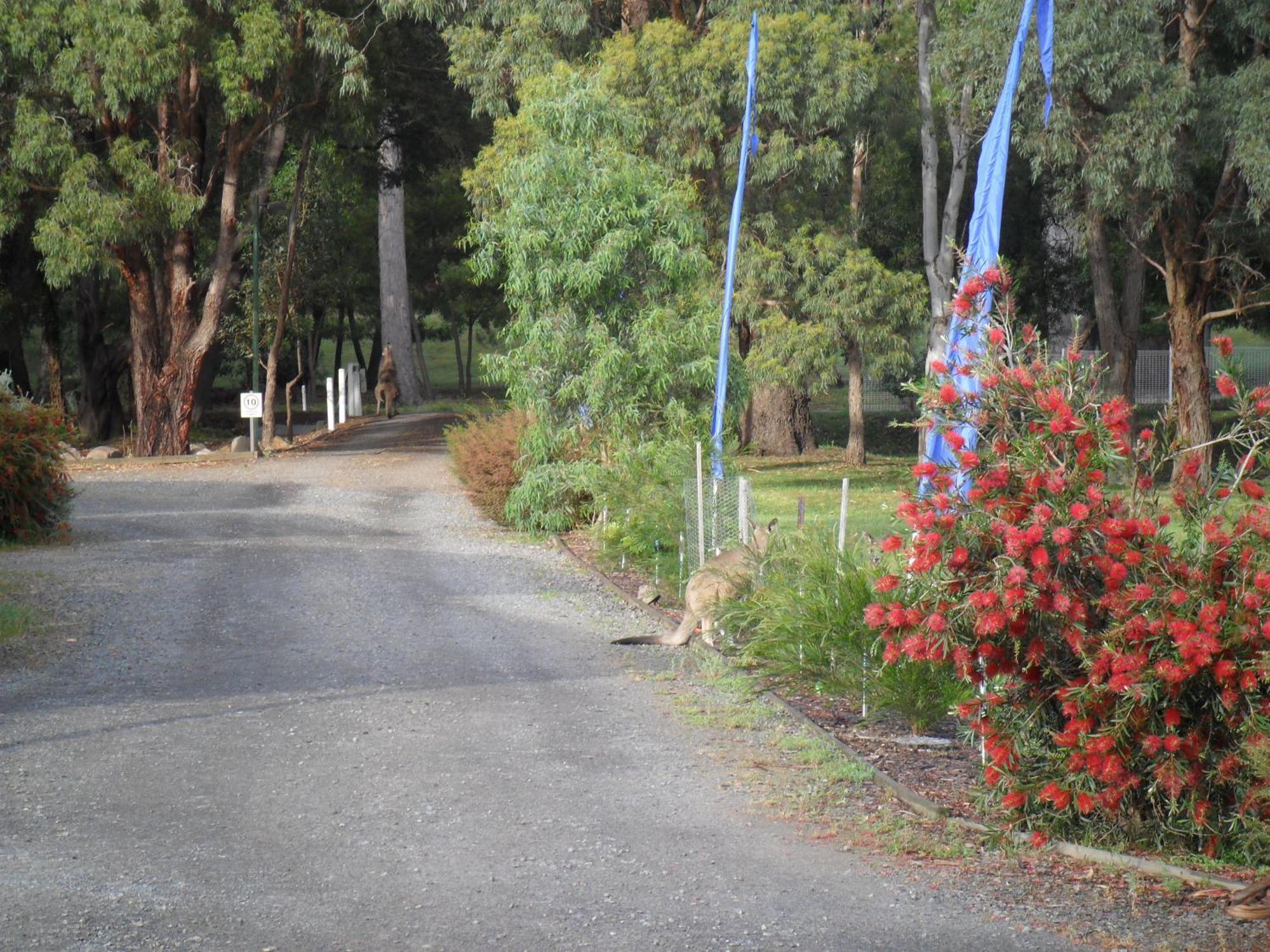 Grampians Chalets ฮอลส์แกป ภายนอก รูปภาพ
