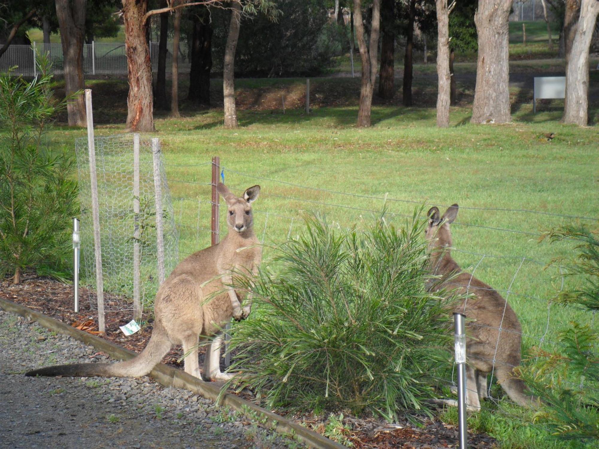 Grampians Chalets ฮอลส์แกป ภายนอก รูปภาพ
