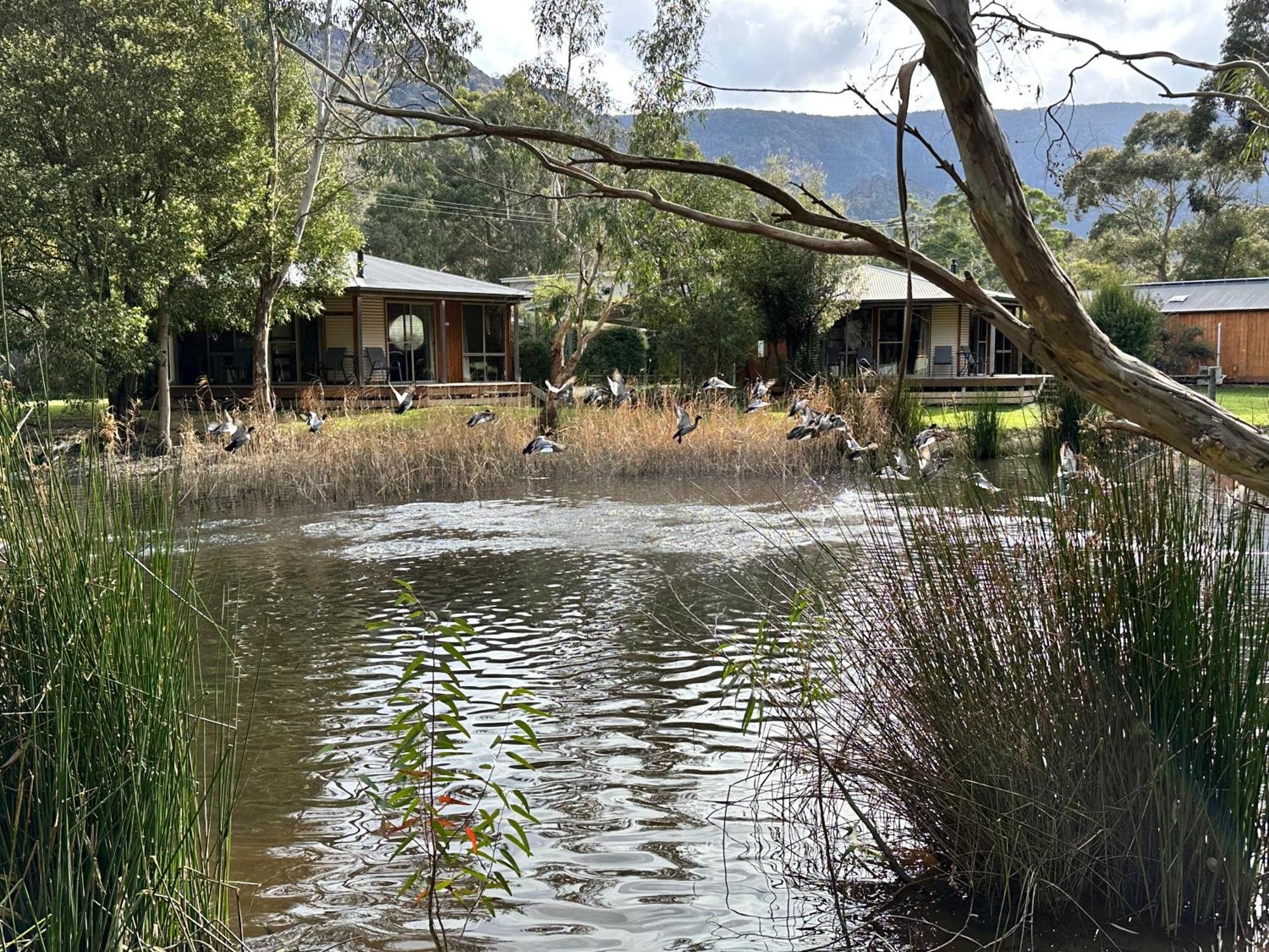 Grampians Chalets ฮอลส์แกป ภายนอก รูปภาพ